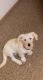 Labradoodle Puppies for sale in Sylvania, OH, USA. price: $300