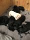 Labradoodle Puppies for sale in Carbon Hill, AL 35549, USA. price: NA