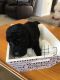 Labradoodle Puppies for sale in Homosassa Springs, FL, USA. price: $1,200