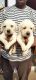 Labradoodle Puppies for sale in Gandhi Nagar, Bhopal, Madhya Pradesh, India. price: 19000 INR