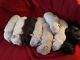 Labradoodle Puppies for sale in Rochester, NY, USA. price: NA