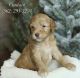 Labradoodle Puppies for sale in Whittier, CA, USA. price: $999