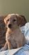 Labradoodle Puppies for sale in West Bloomfield Township, MI, USA. price: $3,000