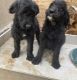 Labradoodle Puppies for sale in Sacramento County, CA, USA. price: $800