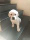 Labradoodle Puppies for sale in Chikoit, Meghalaya 793119, India. price: 16000 INR