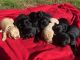 Labradoodle Puppies for sale in Baldwin, GA, USA. price: $1,000