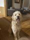 Labradoodle Puppies for sale in Windsor, CO, USA. price: $1,000