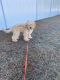 Labradoodle Puppies for sale in Winterville, NC, USA. price: $1,000