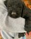 Labradoodle Puppies for sale in Tahlequah, OK 74464, USA. price: NA
