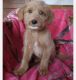 Labradoodle Puppies for sale in Fanwood, NJ 07023, USA. price: $600