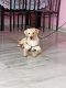 Labradoodle Puppies for sale in Vijayawada, Andhra Pradesh, India. price: 15000 INR