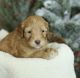 Labradoodle Puppies for sale in Whittier, CA, USA. price: $999
