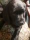 Labradoodle Puppies for sale in Bellaire, OH 43906, USA. price: $700