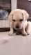 Labradoodle Puppies for sale in Bavdhan, Pune, Maharashtra, India. price: 12000 INR
