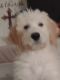 Labradoodle Puppies for sale in Mesa, AZ, USA. price: $900