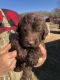 Labradoodle Puppies for sale in Rural Retreat, VA, USA. price: NA