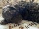Labradoodle Puppies for sale in Deer Park, WA 99006, USA. price: $2,500