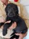 Labradoodle Puppies for sale in Rawlings, VA 23876, USA. price: $1,500