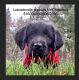 Labradoodle Puppies for sale in Woodland, WA 98674, USA. price: $1,600