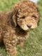 Labradoodle Puppies for sale in Los Angeles, CA, USA. price: NA