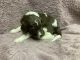 Labradoodle Puppies for sale in Chetek, WI 54728, USA. price: NA