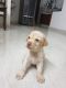 Labradoodle Puppies for sale in Madipakkam, Chennai, Tamil Nadu, India. price: 12000 INR