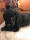 Labradoodle Puppies for sale in Ghent, NY, USA. price: $1,500