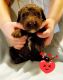 Labradoodle Puppies for sale in Litchfield, MI 49252, USA. price: $800