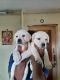 Labradoodle Puppies for sale in Guduvancheri, Tamil Nadu, India. price: 8000 INR