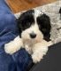 Labradoodle Puppies for sale in Edgemere, MD 21219, USA. price: NA