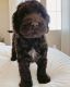 Labradoodle Puppies for sale in Los Angeles, CA, USA. price: $3,000