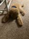 Labradoodle Puppies for sale in District Heights, MD 20747, USA. price: $700