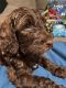 Labradoodle Puppies for sale in Las Vegas, NV 89108, USA. price: $2,100