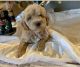 Labradoodle Puppies for sale in Ferndale, WA 98248, USA. price: $1,500
