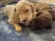 Labradoodle Puppies for sale in Danville, KY, USA. price: $1,000