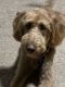 Labradoodle Puppies for sale in Victorville, CA, USA. price: $1,200