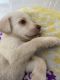 Labradoodle Puppies for sale in Pune, Maharashtra, India. price: 9999 INR