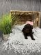 Labradoodle Puppies for sale in Bossier City, LA 71111, USA. price: $2,000
