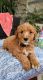 Labradoodle Puppies for sale in 687 N Brawley Ave, Fresno, CA 93706, USA. price: $1,400