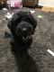 Labradoodle Puppies for sale in St. Louis, MO 63118, USA. price: $500
