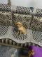 Labradoodle Puppies for sale in Lucknow, Uttar Pradesh, India. price: 7 INR