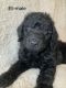 Labradoodle Puppies for sale in East Freetown, MA 02717, USA. price: $1,900