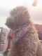 Labradoodle Puppies for sale in Greenfield, MA 01301, USA. price: $1,000