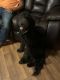 Labradoodle Puppies for sale in Opelousas, LA 70570, USA. price: $1,200
