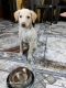 Labradoodle Puppies for sale in Sector 10, Shanti Nagar, Mira Road, Mira Bhayandar, Maharashtra 401107, India. price: 6000 INR