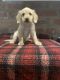 Labradoodle Puppies for sale in Los Angeles, CA, USA. price: $2,300