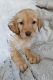 Labradoodle Puppies for sale in Duluth, MN, USA. price: $800