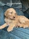 Labradoodle Puppies for sale in East Freetown, MA 02717, USA. price: $1,900