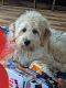 Labradoodle Puppies for sale in Bonney Lake, WA 98391, USA. price: $750