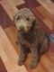 Labradoodle Puppies for sale in Easley, SC, USA. price: $2,500